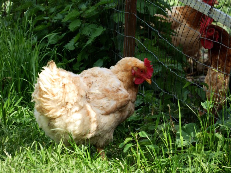Gallina