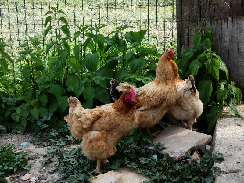 Gallina