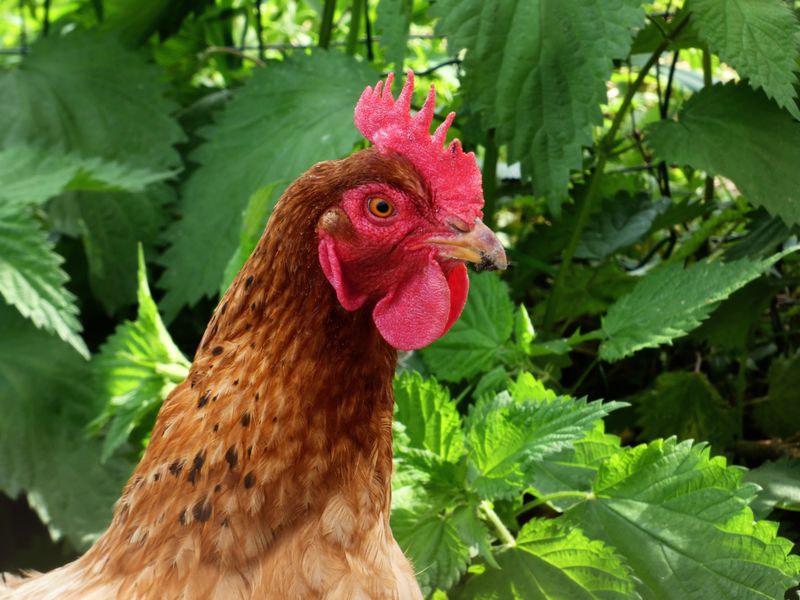 Gallina