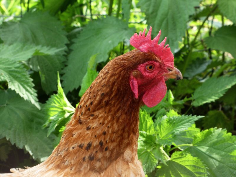 Gallina