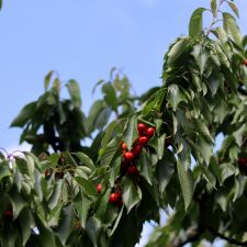 RGB_20260517T151503_Marano_sul_Panaro.JPG