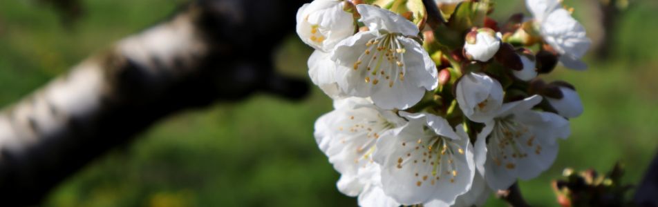 Fiori di ciliegio