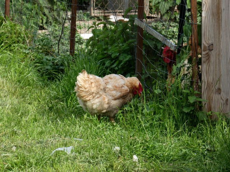 Gallina