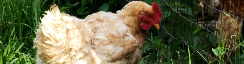 Gallina