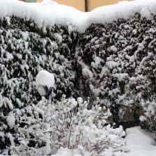 Neve2026-03-26T07_11_52.JPG