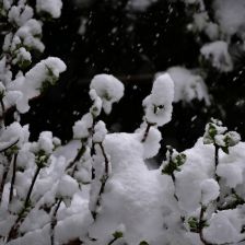 Neve_2026-03-26T07_46_05.JPG