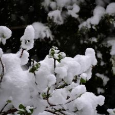 Neve_2026-03-26T07_46_09.JPG
