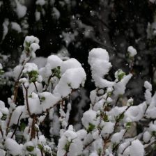 Neve_2026-03-26T07_48_16.JPG